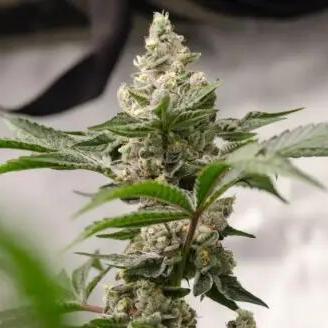 Peanut butter crashers ( RDWC )