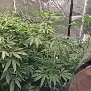 Peanut butter crashers ( RDWC )