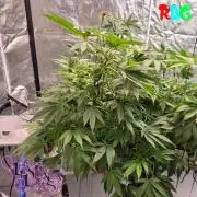 Alien Bubba RDWC