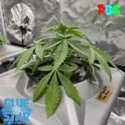 Lemon pound cake x blue star