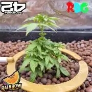 Rainbow Melon ( RDWC )