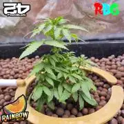 Rainbow Melon ( RDWC )