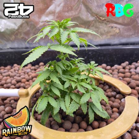 Rainbow Melon ( RDWC )