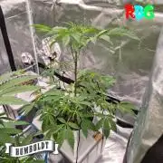 Gazzurple RDWC