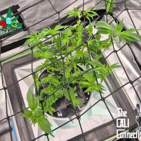 1st Photo grow (LA Punch )