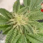 RDWC GRAPE OG 1st photo grow