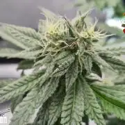 RDWC LA Punch 1st photo grow