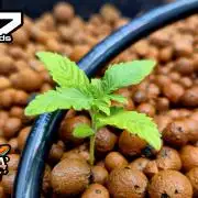 Papaya sherbet ( DWC )