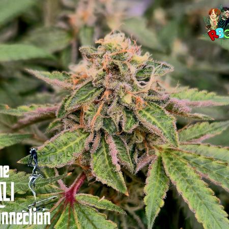 RDWC Cherry Bellini 1st photo grow