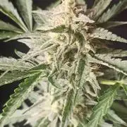 Papaya dragon Auto