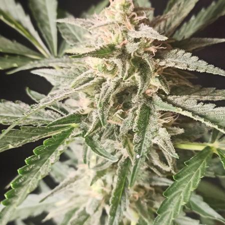 Papaya dragon Auto