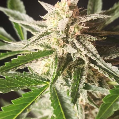 Papaya dragon Auto