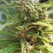 Gorilla Z Auto