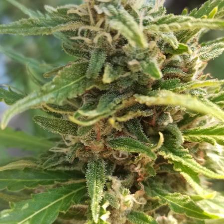 Gorilla Z Auto
