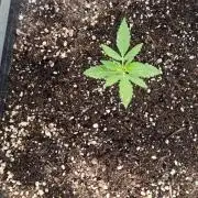 Papaya dragon Auto