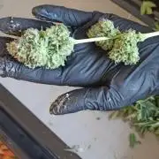 Tokyo Snow kush