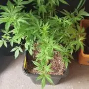 Exodus Cheese