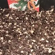 Papaya dragon