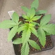 Exodus Cheese