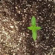 Papaya dragon Auto