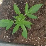 Gorilla Z Auto