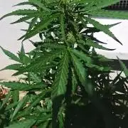 Gorilla Z Auto