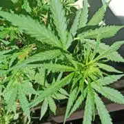 Gorilla Z Auto