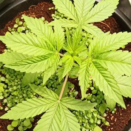 Tokyo Snow kush