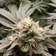 Tokyo Snow kush