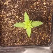 Exodus Cheese