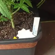 Exodus Cheese