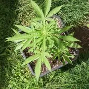 Papaya dragon Auto