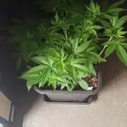 Exodus Cheese
