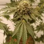 Tokyo Snow kush