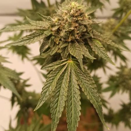 Tokyo Snow kush