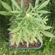 Papaya dragon Auto
