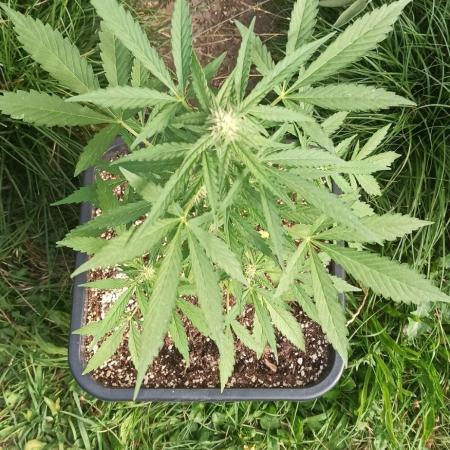 Papaya dragon Auto