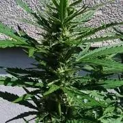 Gorilla Z Auto
