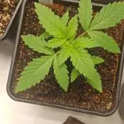 Exodus Cheese
