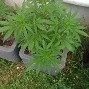 Gorilla Z Auto