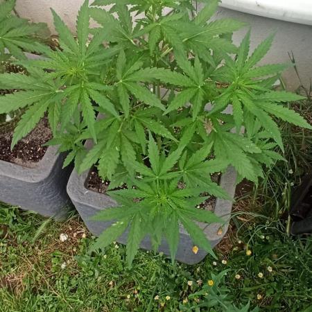 Gorilla Z Auto