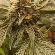 Tokyo Snow kush