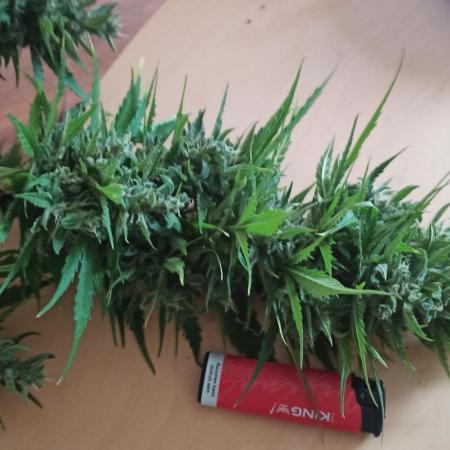 Gorilla Z Auto