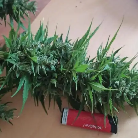 Gorilla Z Auto