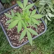 Papaya dragon Auto