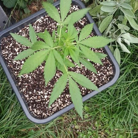 Papaya dragon Auto