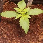 Gorilla Z Auto