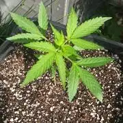 Papaya dragon Auto