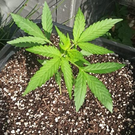 Papaya dragon Auto