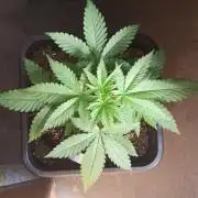 Exodus Cheese